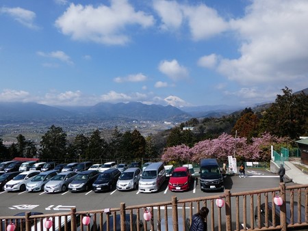 190304-松田山 河津桜 (130)