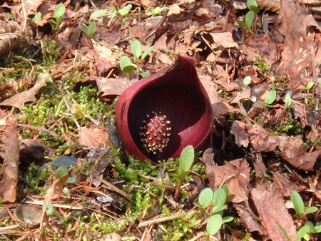 P4090056