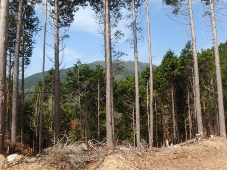 P4230073