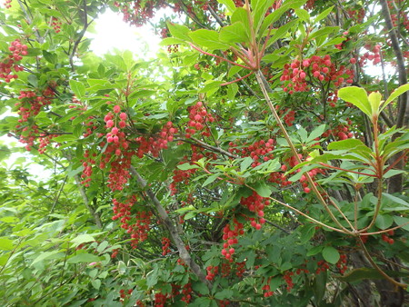 P5260023