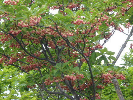 P5260045