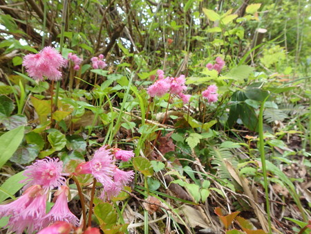 P5260047