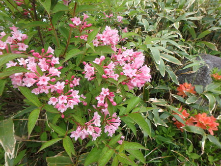 P5260061