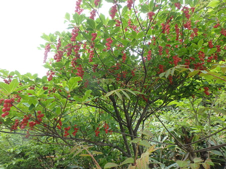 P5260070