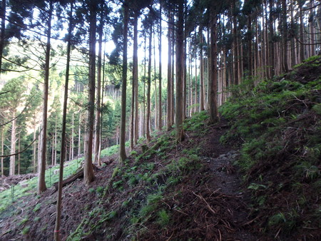 P7130007