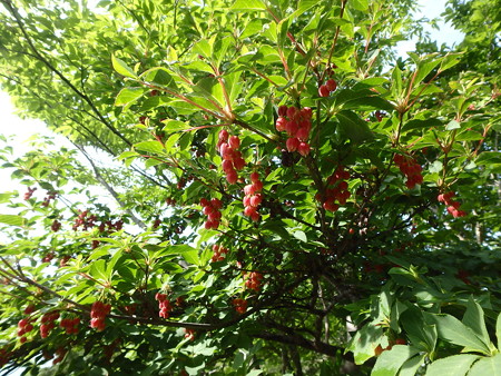 P6010020