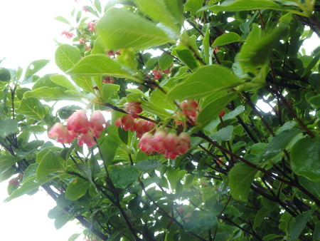 P6080014