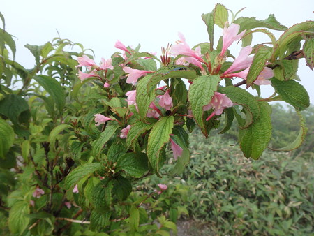 P6170018