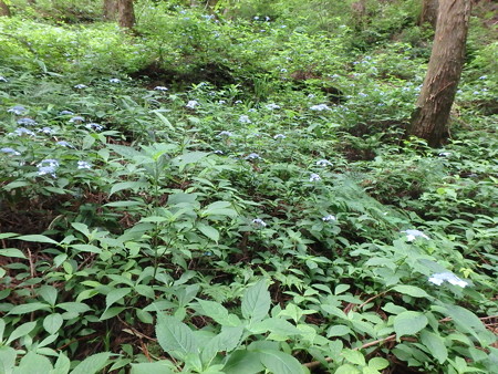 P7060007
