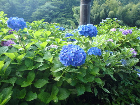 P7120008