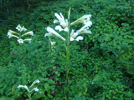 P8100006