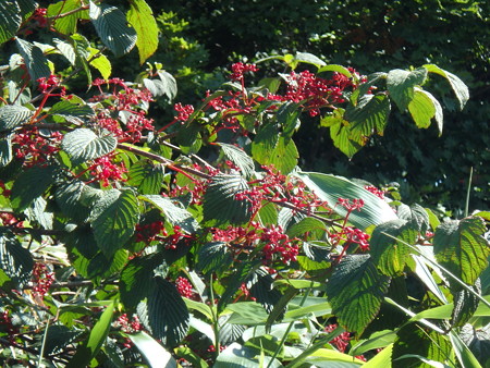 P8100033