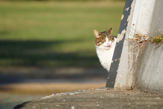 覗き見猫 写真共有サイト フォト蔵