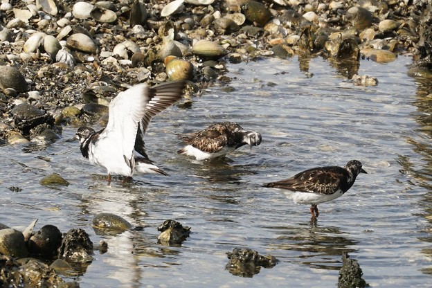 キョウジョシギの水浴び