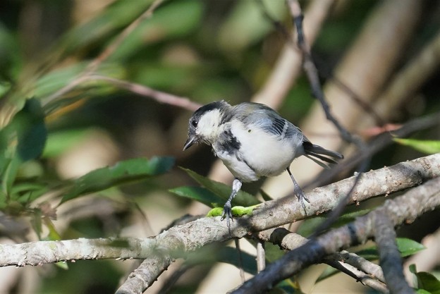 シジュウカラ１