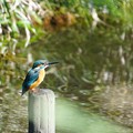 Photos: カワセミ
