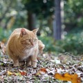 Photos: 秋の猫