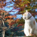 Photos: 紅葉と猫