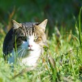 Photos: 草原と猫