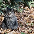 Photos: クールな猫