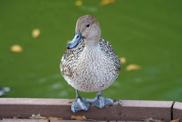 Photos: 人慣れしているオナガガモ