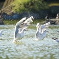 Photos: シンクロ・ユリカモメ３
