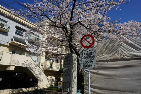 2018年3月28日撮影 西公園 桜 福岡 さくら満開 写真画像 (0)