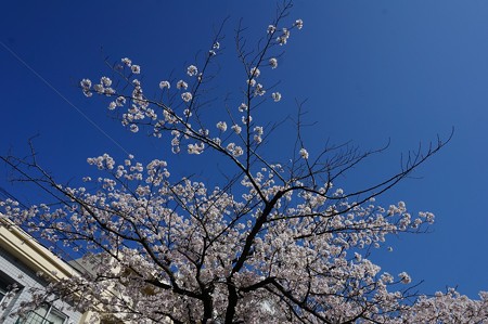 2018年3月28日撮影 西公園 桜 福岡 さくら満開 写真画像 (4)