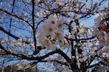 2018年3月28日撮影 西公園 桜 福岡 さくら満開 写真画像 (6)