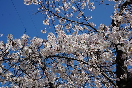 2018年3月28日撮影 西公園 桜 福岡 さくら満開 写真画像 (18)