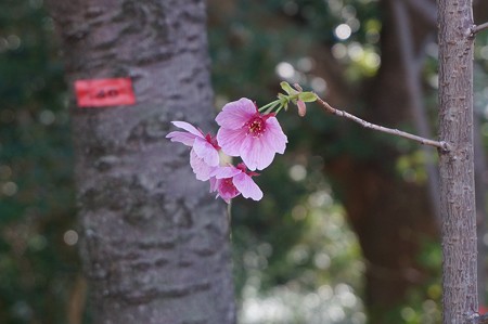 2018年3月28日撮影 西公園 桜 福岡 さくら満開 写真画像 (26)