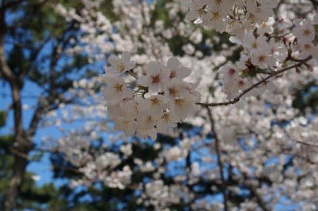 2018年3月28日撮影 西公園 桜 福岡 さくら満開 写真画像 (42)