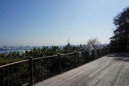 2018年3月28日撮影 西公園 桜 福岡 さくら満開 写真画像 (46)