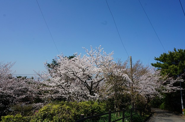 2018年3月28日撮影 西公園 桜 福岡 さくら満開 写真画像 (92)