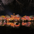 Photos: 東寺の紅葉ライトアップ