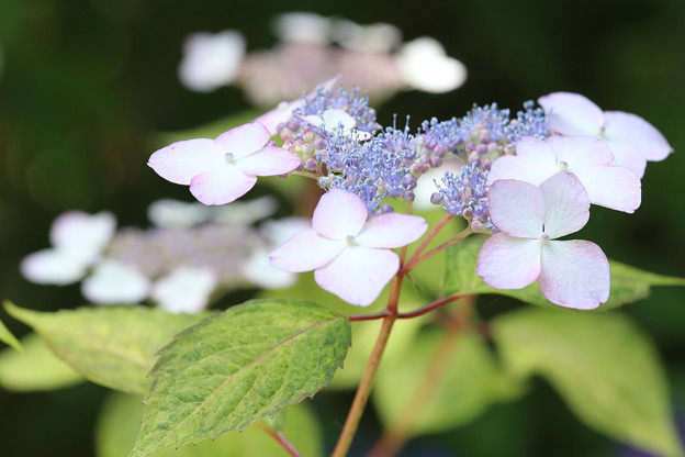 矢田寺の紫陽花