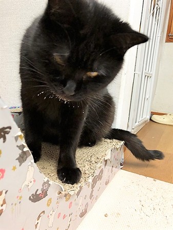 またたび家のシェルターボラ 猫さん達の紹介261 と 川越市保健所 保護猫譲渡会 は明日 Allhealの森 楽天ブログ