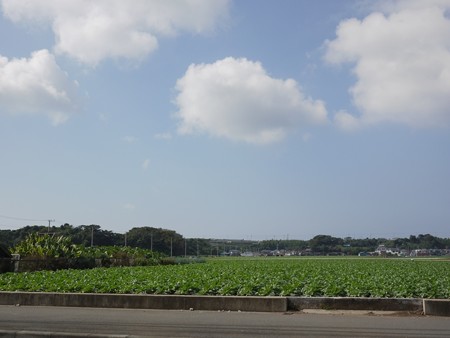 三浦大根畑でしょうか