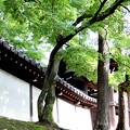 東福寺風景２