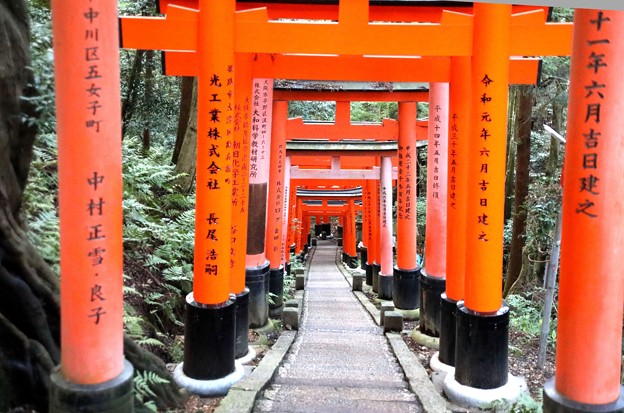 伏見稲荷　山頂より下りの回廊鳥居