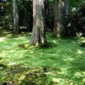 三千院　苔の庭園１２