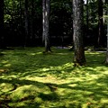 三千院　苔の庭園１５