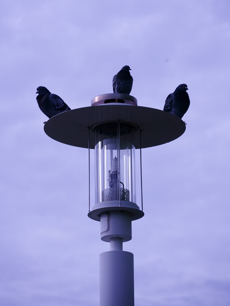 鳩