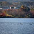 秋の河口湖と鴨