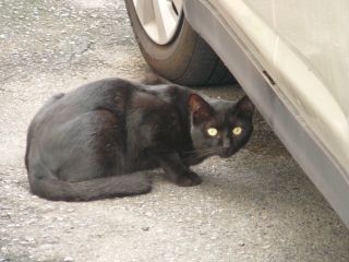 警戒黒猫2