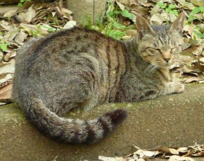 地にシッポはつけません