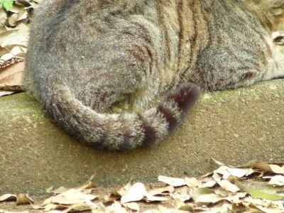 それがこだわり