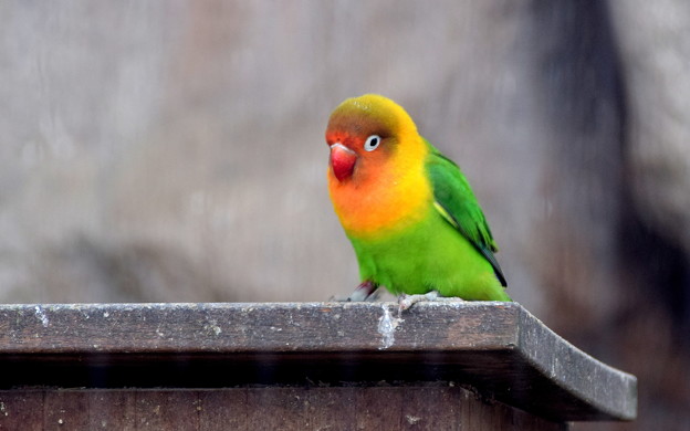Buttonインコ