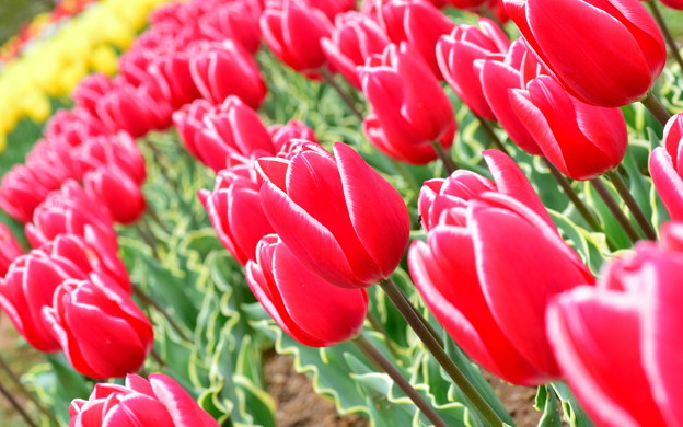 Tidal of RED