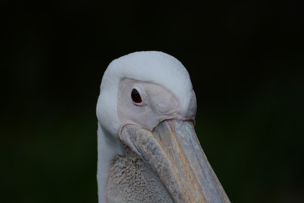 DSC_9231